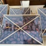 Premium Egyptian Medjool Dates 5 Kg Carton